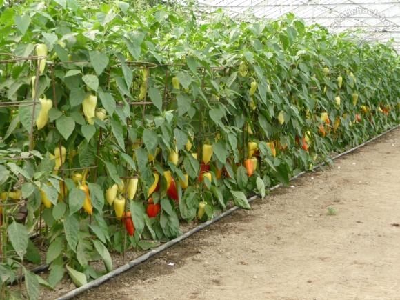 Eine kleines Heer von Paprika