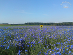 Ein Ausreißer im Kornblumenmeer