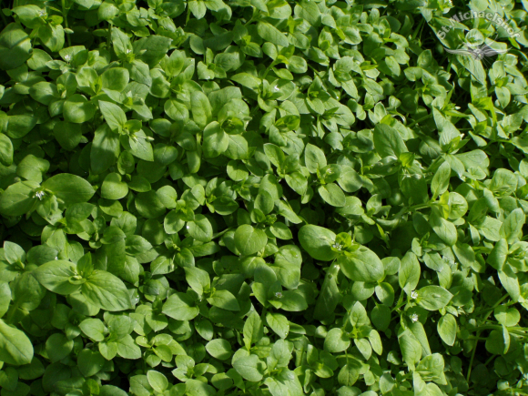 Franzosenkraut für den Wildkräutersalat