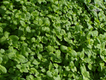 Franzosenkraut für den Wildkräutersalat