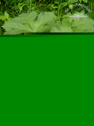 Der kleine Wiesenbärenklau