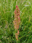 Sauerampferblüte