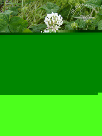 Weißklee Gemeinschaft