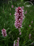 Wiesenknöterich