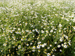 Ein Wiegen im Wind