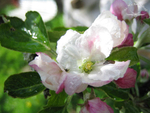 Apfelblüte-Vorfreude auf Frucht und Saft