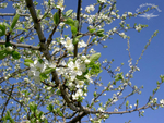 Birnenbäume im Frühjahr