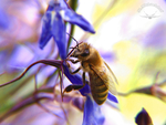 Bienenlust & Pflanzenfreude