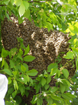 Geballte Bienenkraft