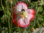 Pollenschmaus