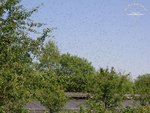 Bienenschwärmen
