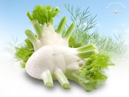 Fenchel