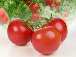 Strauchtomaten