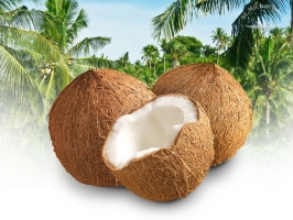 Kokosnuss