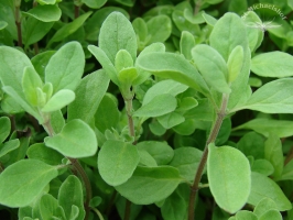 Oregano