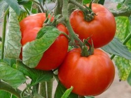 Fleischtomate