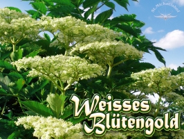 Weißes Blütengold