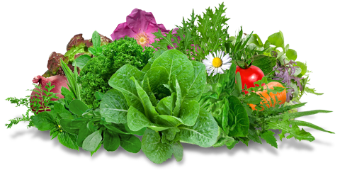 Bio Salate