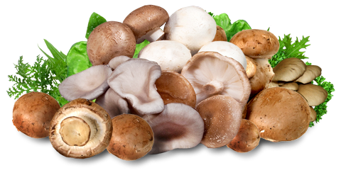 Bio Pilze