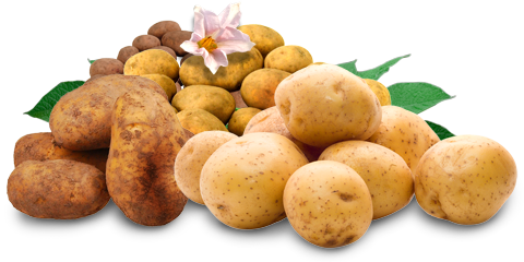 Kategorie Bio Kartoffeln