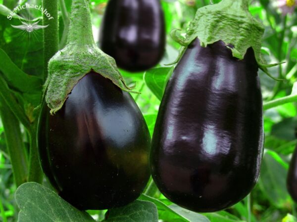 Aubergine – Bild 2