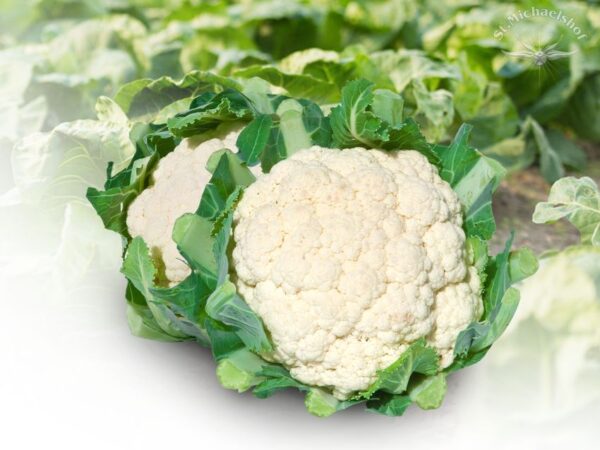 Blumenkohl