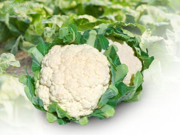 Blumenkohl – Bild 2