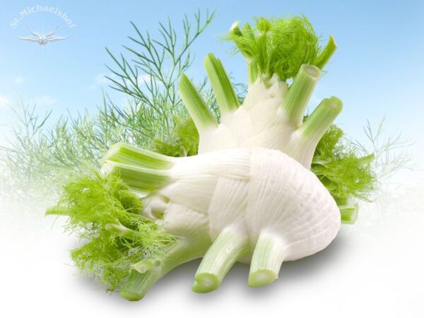 Fenchel – Bild 2