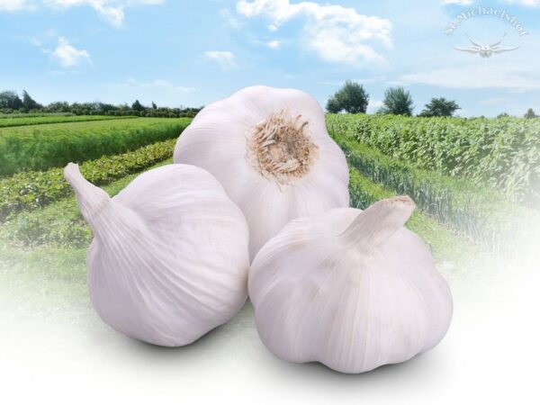 Knoblauch, getrocknet
