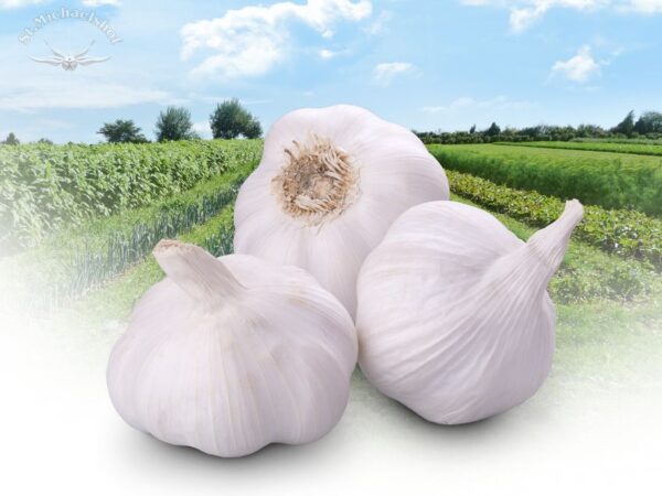 Knoblauch, getrocknet – Bild 2