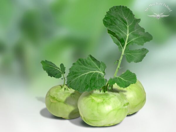 Kohlrabi