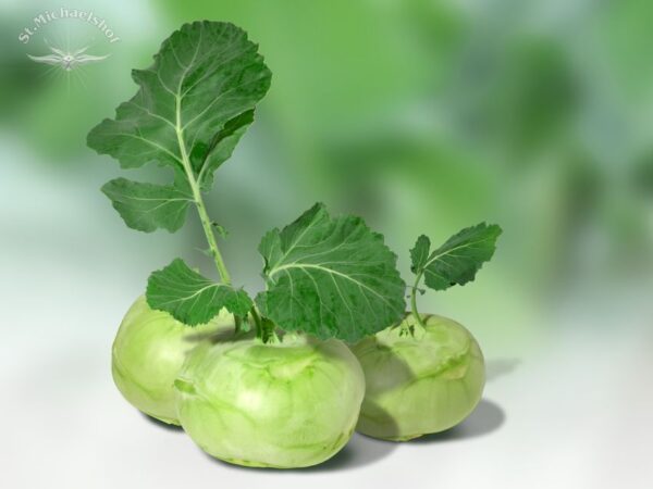 Kohlrabi – Bild 2