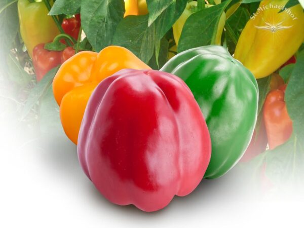 Paprika