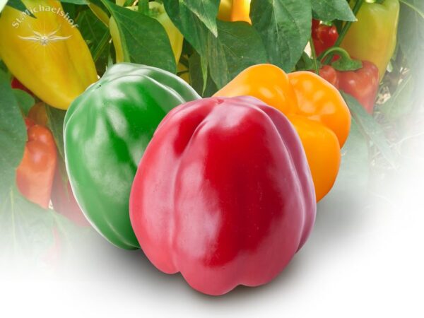 Paprika – Bild 2