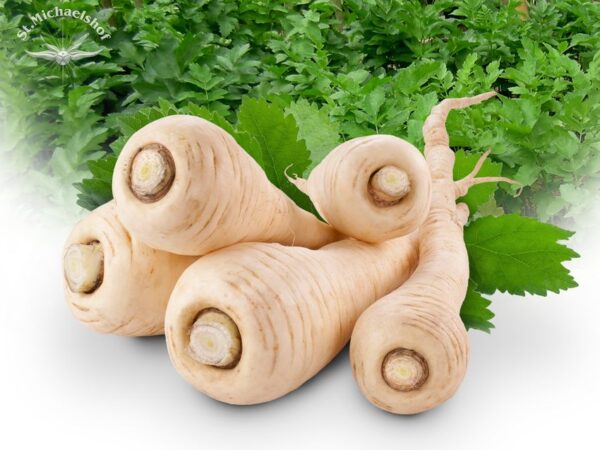 Pastinake – Bild 2