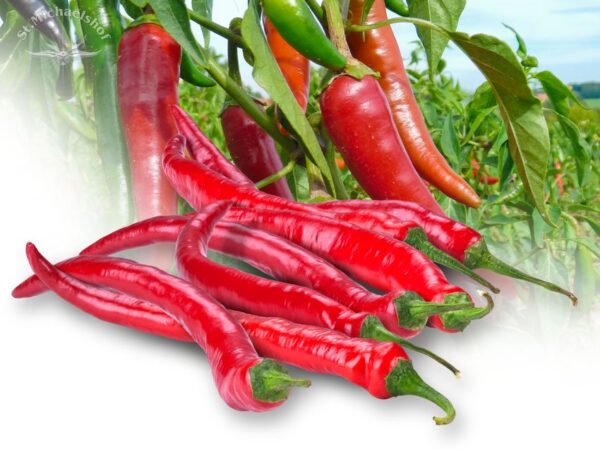 Peperoni, scharf – Bild 2