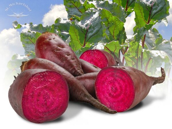 Rote Bete – Bild 2