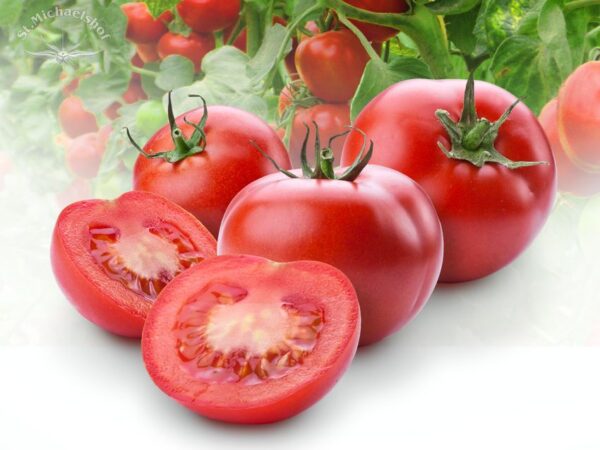 Strauchtomaten – Bild 2