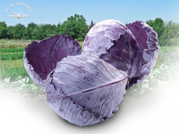 Rotkohl – Bild 2