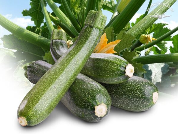 Zucchini