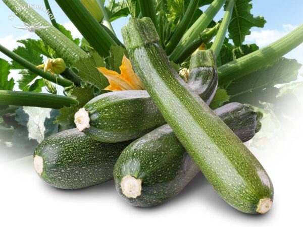 Zucchini – Bild 2