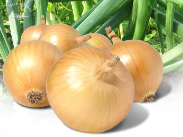 Zwiebeln gelb – Bild 2