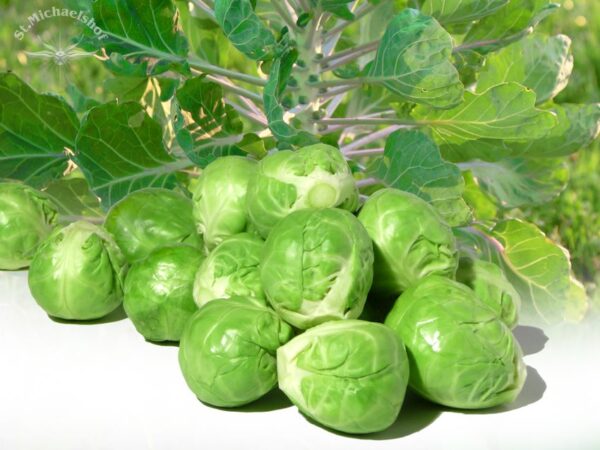 Rosenkohl – Bild 2