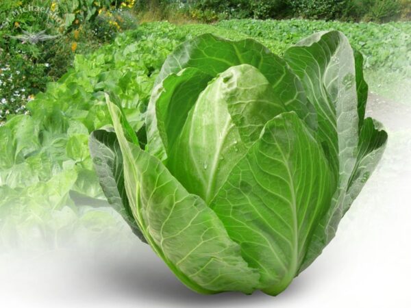 Spitzkohl, mini – Bild 2