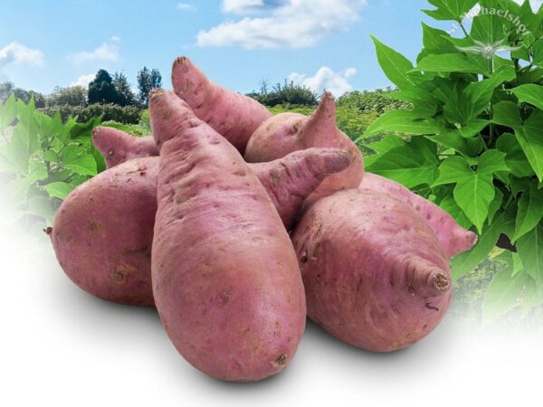 Süßkartoffeln