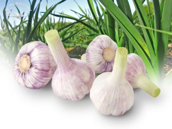 Knoblauch, frisch – Bild 2