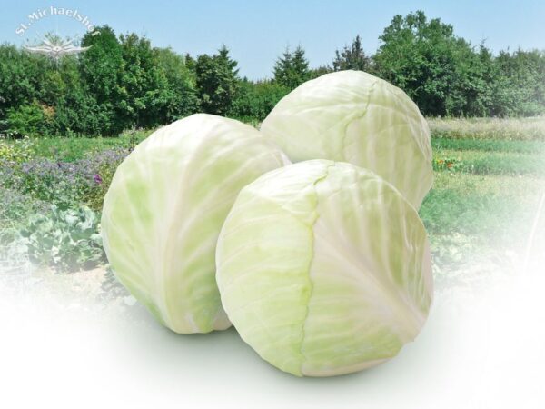 Weißkohl – Bild 2