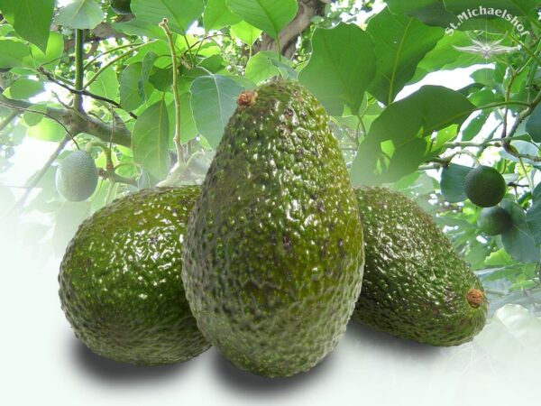Avocado