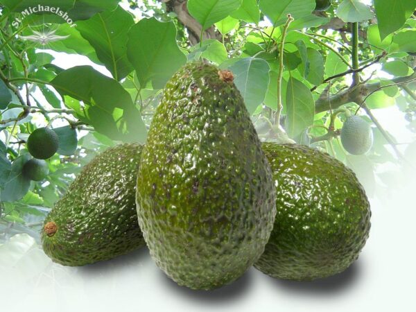 Avocado – Bild 2