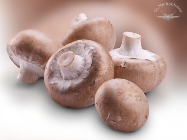 Steinchampignons – Bild 2